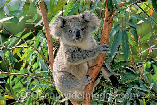 Koala in eucalypt gum tree photo