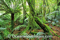 Rainforest Mount Dandenong National Park Photo - Gary Bell