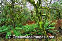 Hanging moss-covered trees rainforest Photo - Gary Bell