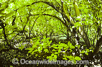 Tropical Pisonia tree rainforest Photo - Gary Bell
