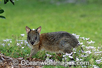 Red-necked Pademelon juvenile Photo - Gary Bell