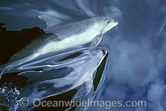 Bottlenose Dolphin on surface photo