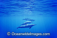 Long-Snouted Spinner Dolphins Photo - Gary Bell