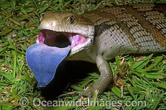 Eastern Blue-tongued Lizard Tiliqua scincoides photo