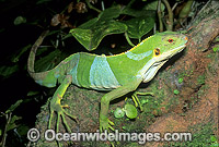 Fijian Banded Iguana Brachylophus fasciatus Photo - Gary Bell