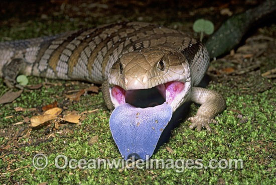 Eastern Blue-tongued Lizard Tiliqua scincoides photo