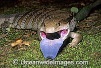 Eastern Blue-tongued Lizard Tiliqua scincoides Photo - Gary Bell
