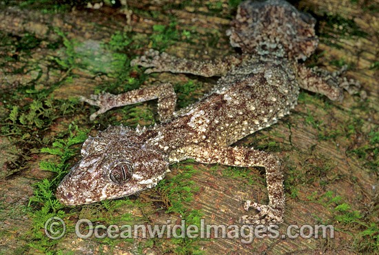 Leaf-tailed Gecko on rainforest tree photo