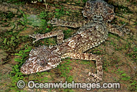 Leaf-tailed Gecko on rainforest tree Photo - Gary Bell
