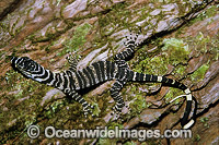 Lace Monitor hatchling on rainforest tree Goanna Photo - Gary Bell