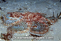 Reef Octopus Octopus berrima Photo - Gary Bell