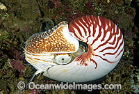 Chambered Nautilus Photo - Gary Bell