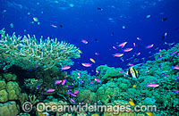 Great Barrier Reef Photo - Gary Bell