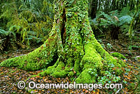 Aantarctic Beech Tree temperate rainforest Photo - Gary Bell