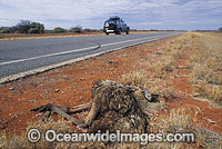 Emu road kill victim Photo - Gary Bell