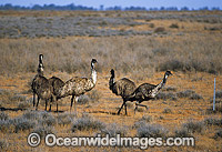 Flock of Emus against fence Photo - Gary Bell