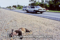 Road kill victim dead Koala Photo - Gary Bell