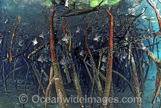 Cardinalfish amongst Mangrove roots photo