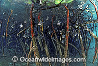 Cardinalfish amongst Mangrove roots Photo - Bob Halstead