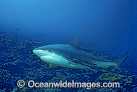 Bull Shark Carcharhinus leucas Photo - Bob Halstead
