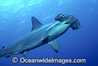 Scalloped Hammerhead Shark Photo - Bob Halstead