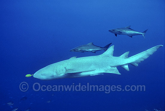 Tawny Shark Nebrius ferrugineus photo