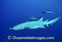 Tawny Shark Nebrius ferrugineus Photo - Bob Halstead