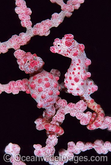 Pygmy Seahorse pair Gorgonian Fan Coral photo