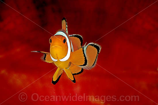 Western Clownfish Amphiprion ocellaris photo