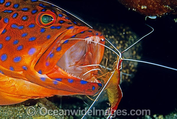 Cleaner Shrimp cleans Coral Grouper photo