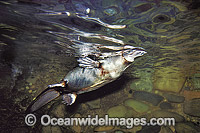Duck-billed Platypus Photo - Gary Bell