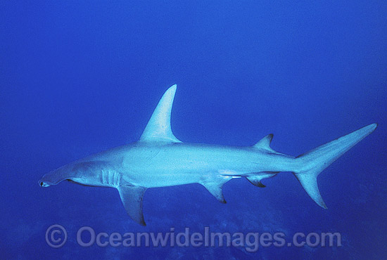 Great Hammerhead Shark Sphyrna mokarran photo