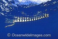 Banded Sea Snake Laticauda colubrina Photo - Gary Bell