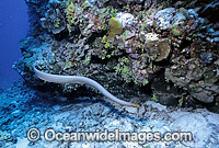 Olive Sea Snake Aipysurus laevis Photo - Gary Bell