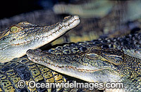 Estuarine Crocodiles Photo - Gary Bell