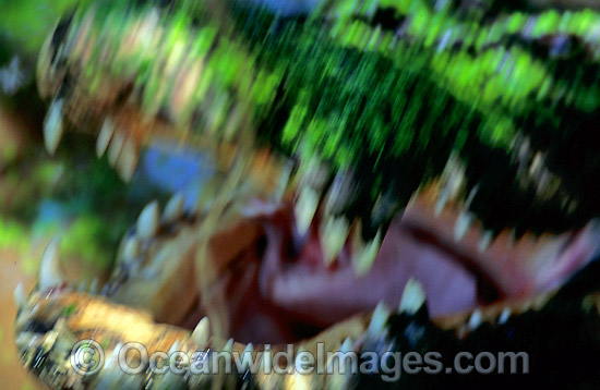 Estuarine Crocodile jaws photo