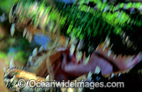 Estuarine Crocodile jaws Photo - Gary Bell