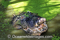 Estuarine Crocodile head Photo - Gary Bell