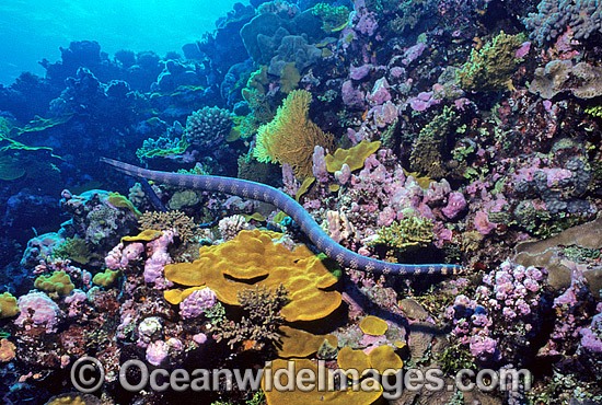 Turtlehead Sea Snake Emydocephalus annulatus photo