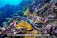 Turtlehead Sea Snake Emydocephalus annulatus Photo - Gary Bell