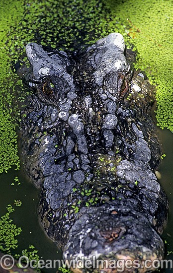 Estuarine Crocodile head photo