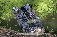 Estuarine Crocodile in duck weed Photo - Gary Bell