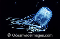 Box Jellyfish feeding mode Photo - Gary Bell
