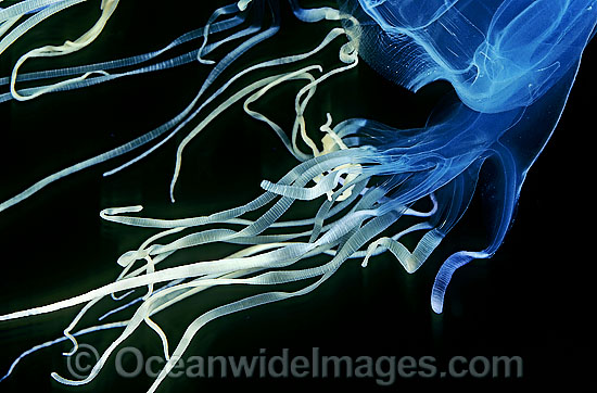 Box Jellyfish tentacles photo