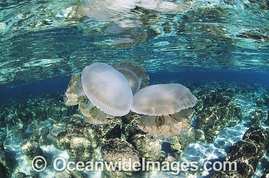 Jellyfish Phyllorhiza peronlesueuri stromatolites photo
