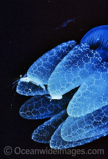 Blubber Jellyfish with Shrimp photo