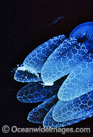Blubber Jellyfish with Shrimp Photo - Gary Bell