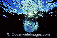 Moon Jellyfish Aurelia aurita Photo - Gary Bell