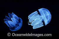 Blubber Jellyfish Catostylus mosaicus Photo - Gary Bell