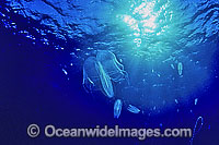 Comb Jellyfish Leucothea sp. Photo - Gary Bell